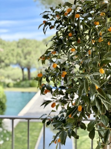 Agrumes dans un jardin avec piscine